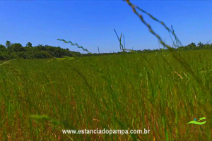 800 Hectares.00_01_33_09.Quadro008_262414047b26948d7f7ee412c329c71be317c254.png